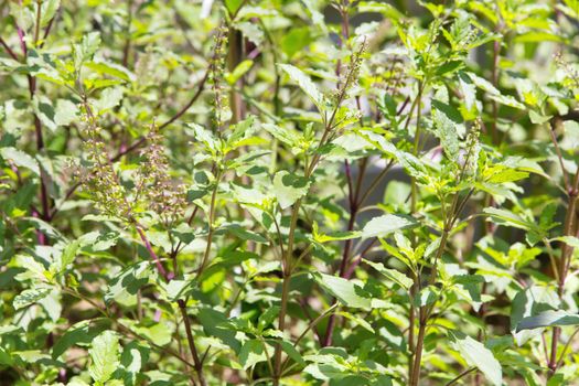 basil flower plant background