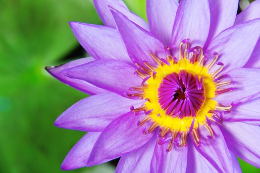close up of Pink lotus flower on water