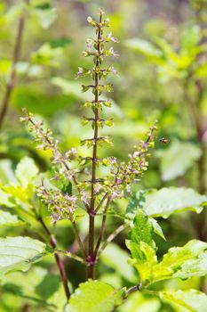 Basil herb plants Background