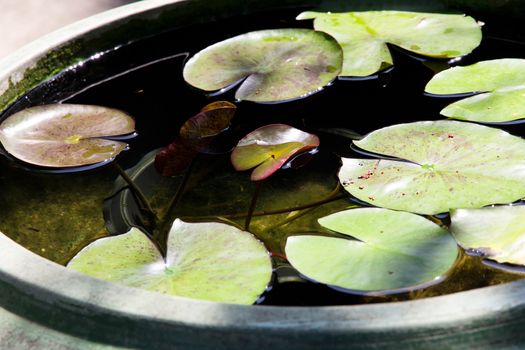 lotus in the pond background