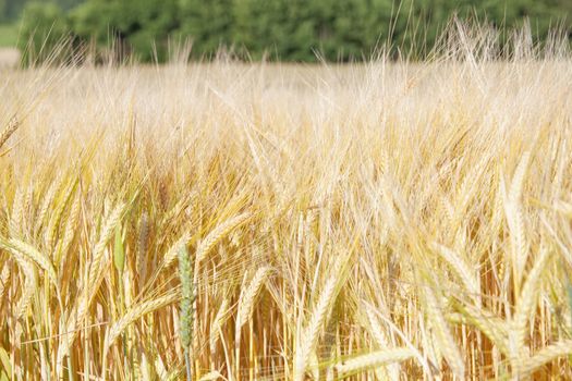 Agriculture - Field Of Rye