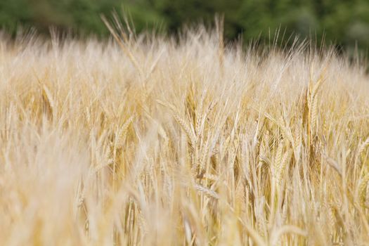 Agriculture - Field Of Rye