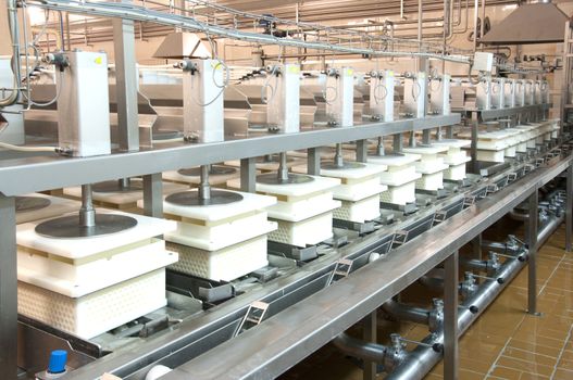 Industrial production of hard cheeses. Cheese is very tasty and healthy product

