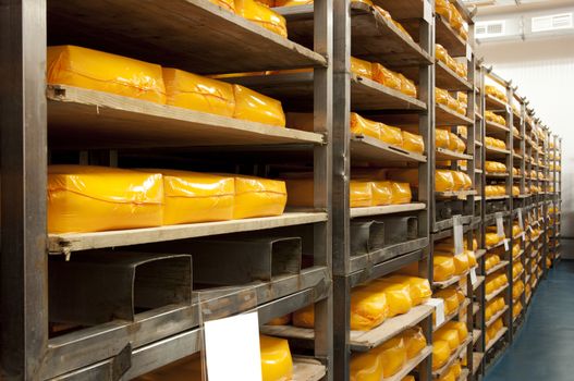 Industrial production of hard cheeses. Cheese is very tasty and healthy product