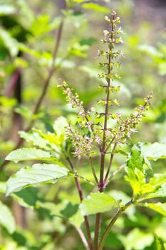 Fresh basil flower plant close up