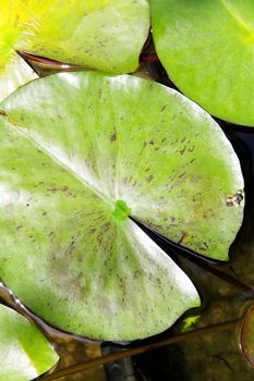 lotus in the pond Close up