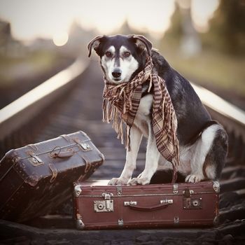 Dog on rails with suitcases. The dog looks for the house. The dog waits for the owner. The lost dog. Mongrel on the road. Dog on rails. Dog with suitcases. Not purebred dog on the road. Traveler. Vagrant dog. Tramp.