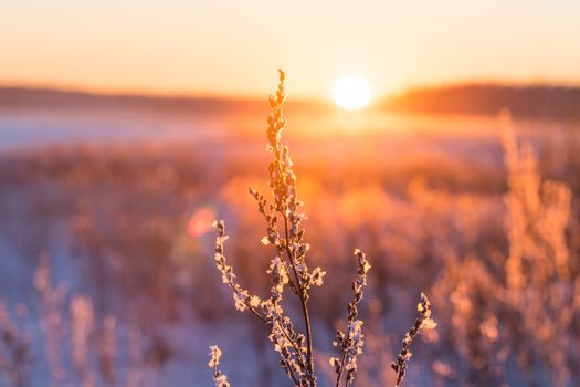 Frosty grass at winter sunset covered in snow