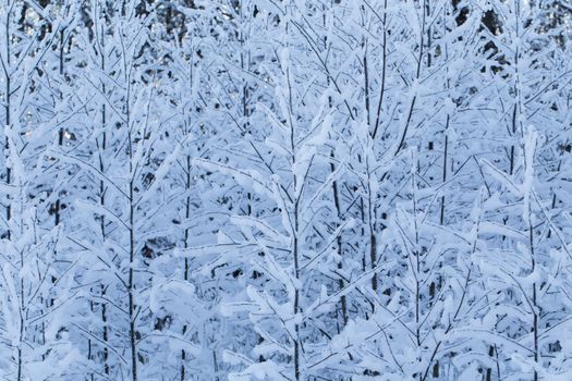 Winter trees background. Winter landscape with trees