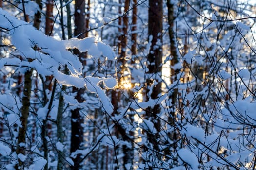 Winter forest with road covered with snow - during sunset background. Winter landscape with trees