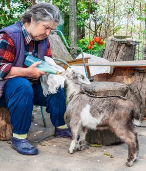 Farmer feeding a baby goat with a milk bottle 