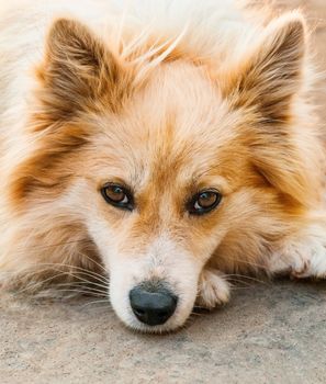 Portrait of a dog on a chain   