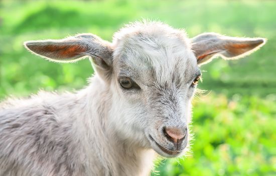 Portrait of a goat on a green meadow.