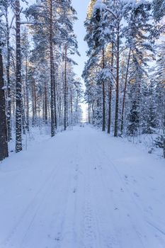 Winter forest with road covered with snow - during sunset