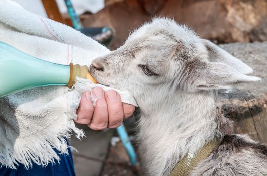 Hand feeding a baby goat with a milk bottle 