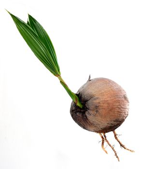 Young plant of coconut tree grown-up isolated on white background