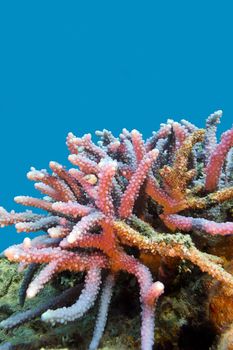 coral reef with hard coral violet acropora at the bottom of tropical sea on blue water background