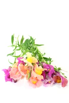 colorful snapdragon flowers in front of white background