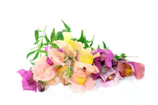 colorful snapdragon flowers in front of white background