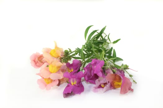 colorful snapdragon flowers in front of white background