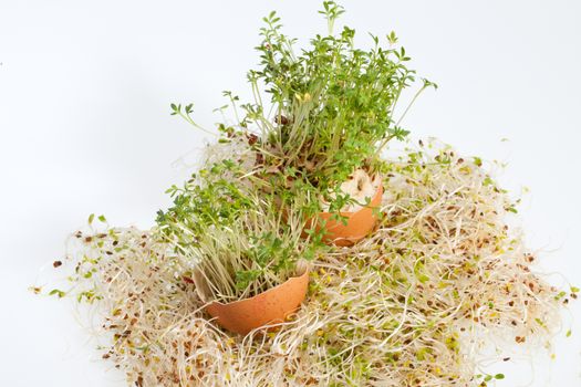 Fresh Alfalfa Sprouts and Spring Easter Egg