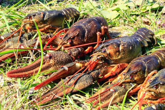 some river cancers lying on the grass