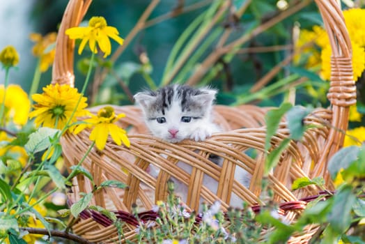 Cute little kitten sitting in a basket on the floral lawn