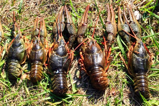 some river cancers lying on the grass