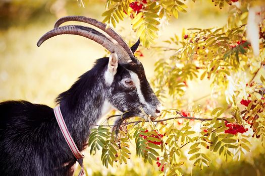 Goat and rowanberry. The goat walks about a rowanberry. The goat is grazed. Cattle on a pasture. Portrait of a goat with a rowanberry.