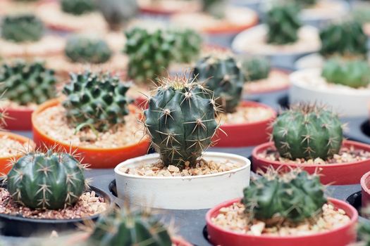 Closeup of the beautiful cactus        