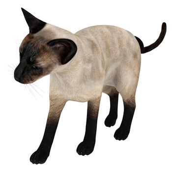 3D digital render of a siamese cat isolated on white background