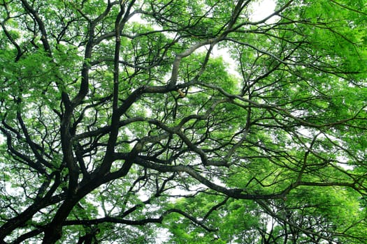 Big tree with green spring leaves