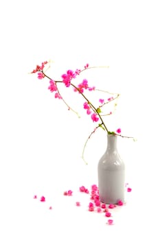 Pink flower on a white background. (Coral Vine, Mexican Creeper, Chain of Love)