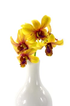 Yellow Orchid Flower isolated on white background.