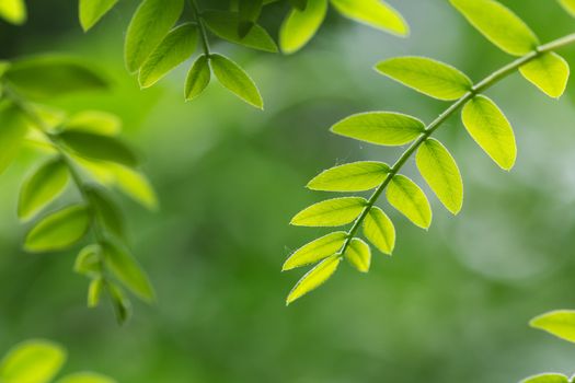green leaf in spring