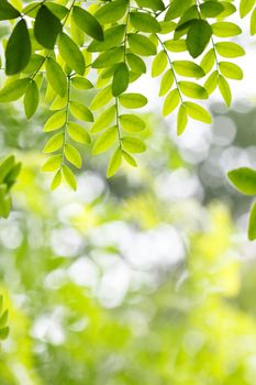 green leaf in spring