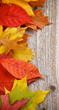 Border of Variegated Autumn Leafs isolated on Rustic Wooden background
