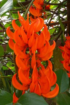 Orange flower of Newguinea Creeper, Red Jade Vine. ( Mucuna bennettii F. Muell.)