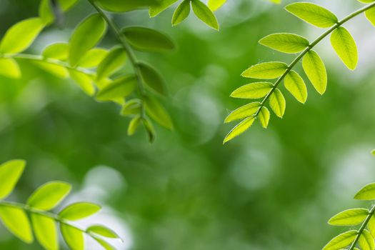 green leaf in spring