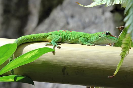 Photo shows a green lizard in the middle of grass.