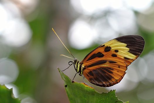 Photo shows details of colourful butterfly in the park.