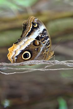 Photo shows details of colourful butterfly in the park.