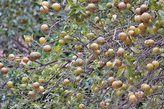 Photo of City Fruits made in the late Summer time in Spain, 2013