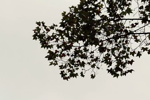 Photo of Spanish Flowers in the Parcs made in the late Summer time in Spain, 2013