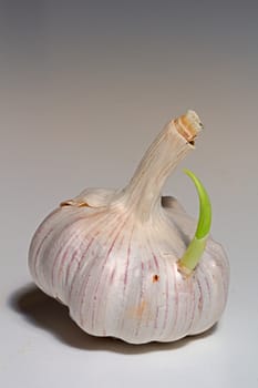 Photo shows details of white garlic with white background.