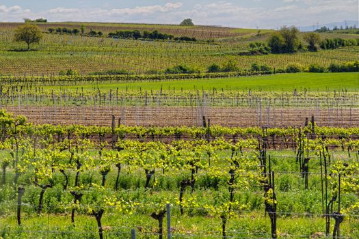 Photo shows genearl view of green vineyards.