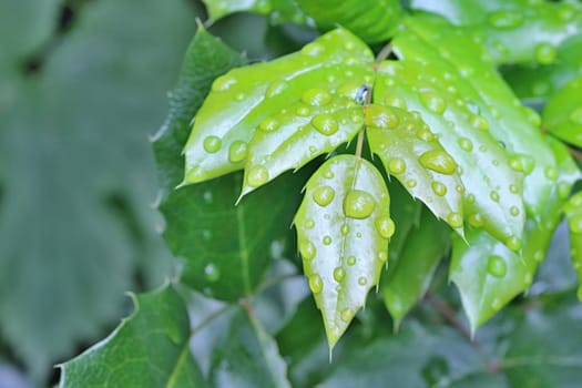 Photo shows details of water drops and green leafs in the garden.