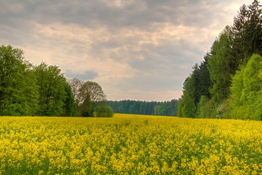 Photo shows yellow field based in the middle of trees.