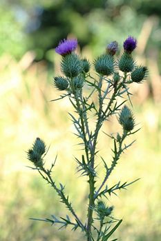 Photo shows details of a violet thistle in the garden.