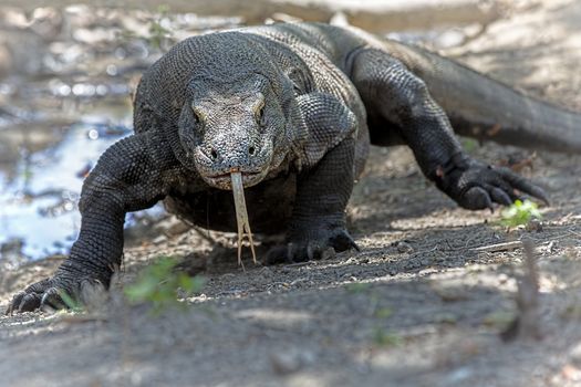 Komodo Dragon walking in the wild on Komodo Island